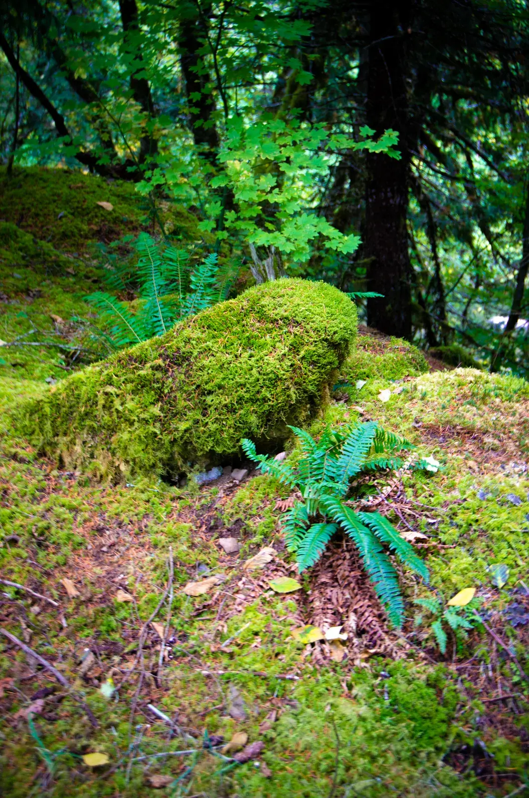 Vine maple, sword fern and moss along the Clackamas River in Mt. Hood National Forest