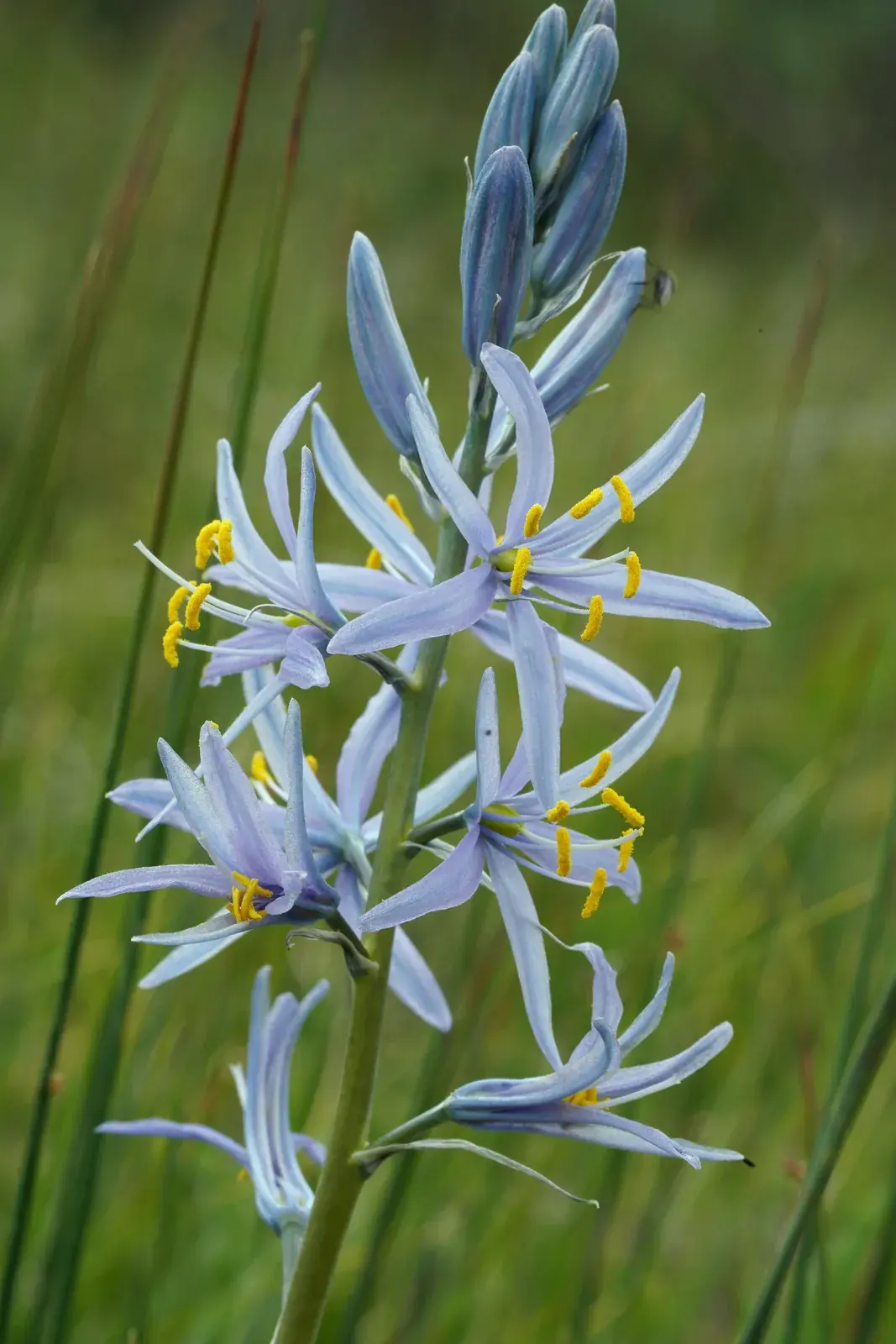 A spike of star-shaped blue camas flowers
