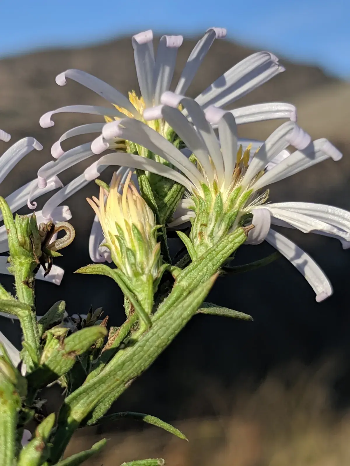 A pale lavender Douglas aster flower head