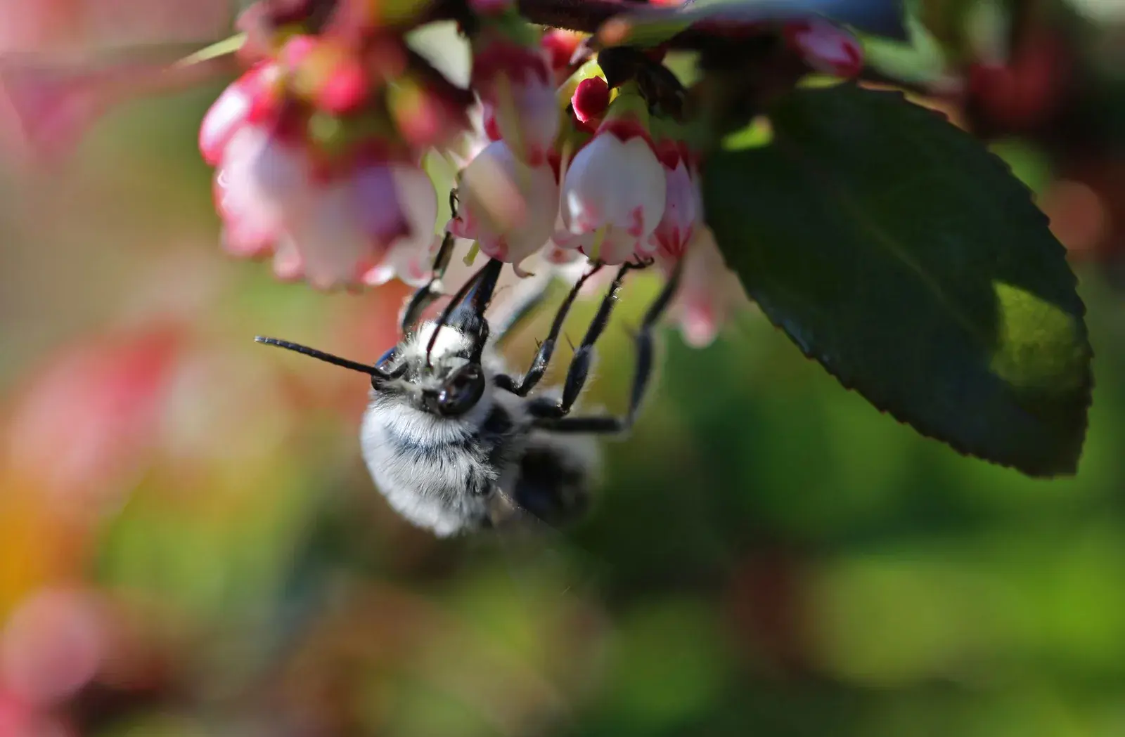 A bee visiting pink evergreen huckleberry flowers