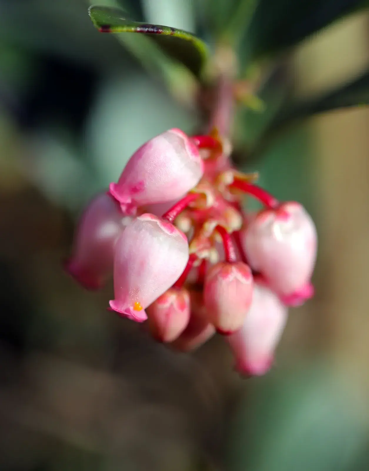 Pink bell-shaped kinnikinnick flowers