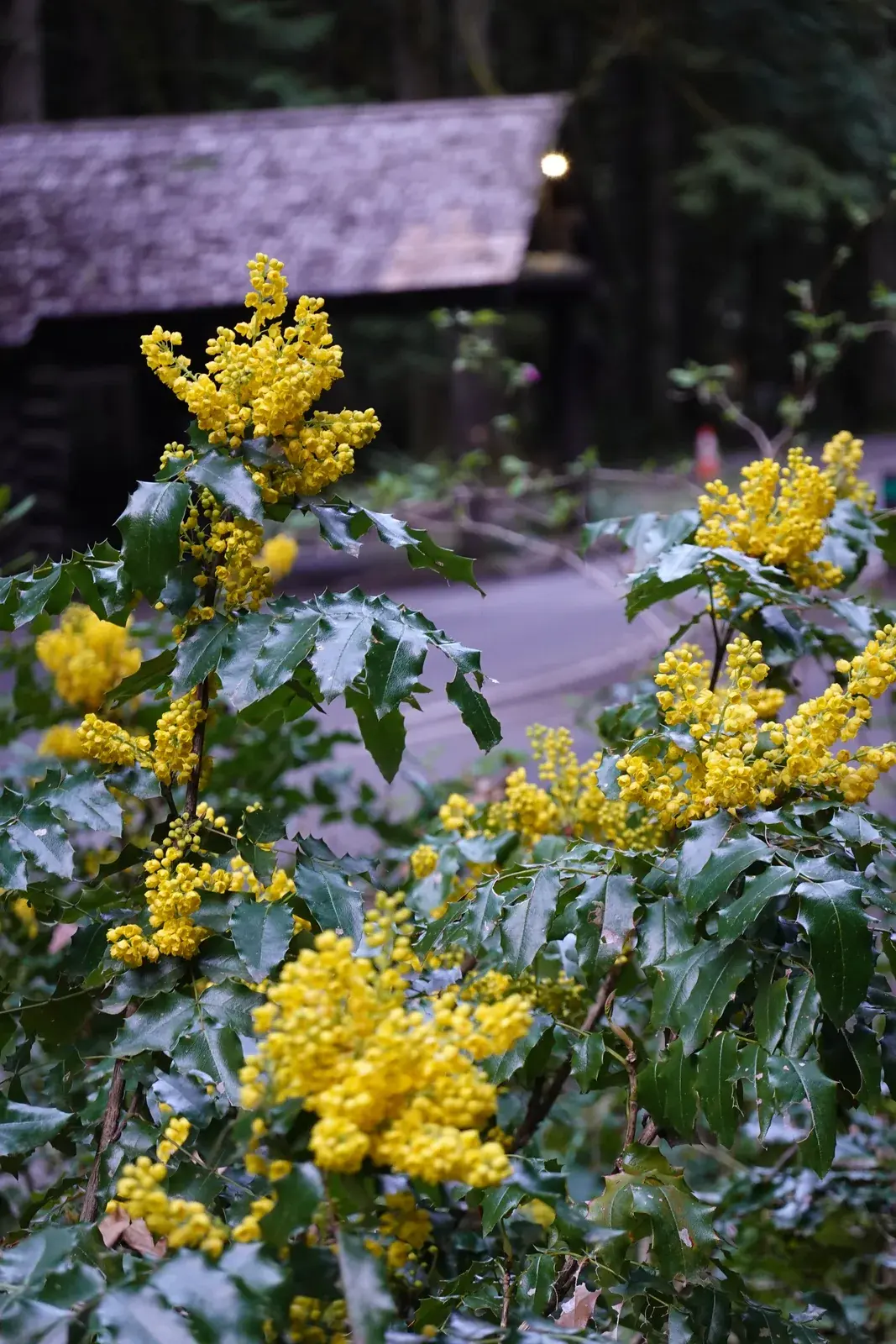 Oregon grape in bloom with bright yellow flower clusters