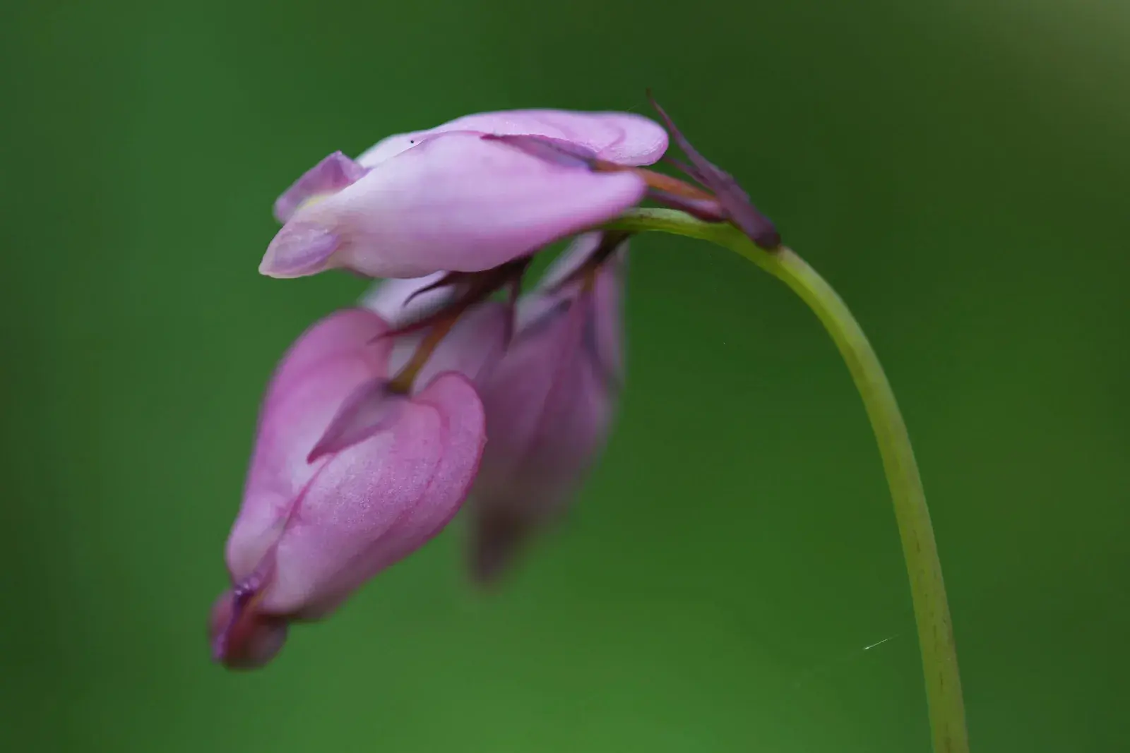 Pink heart-shaped Pacific bleeding heart flowers