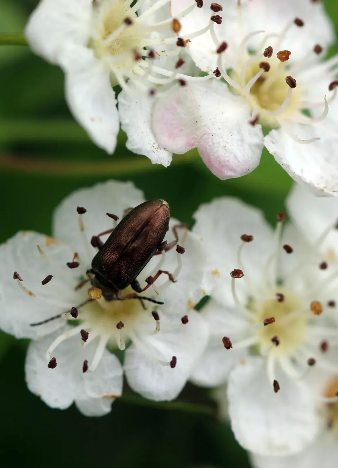 White Pacific ninebark flowers with a beetle on one bloom