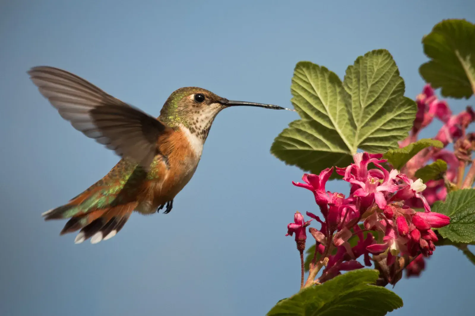 A rufous hummingbird feeding at red-flowering currant blossoms