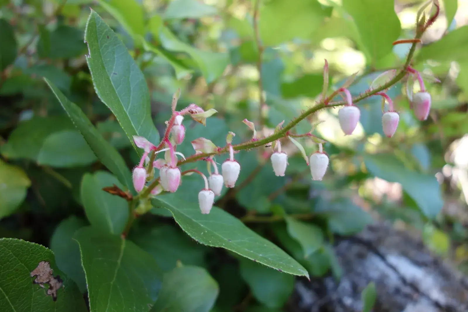Salal branch with hanging pink and white urn-shaped flowers