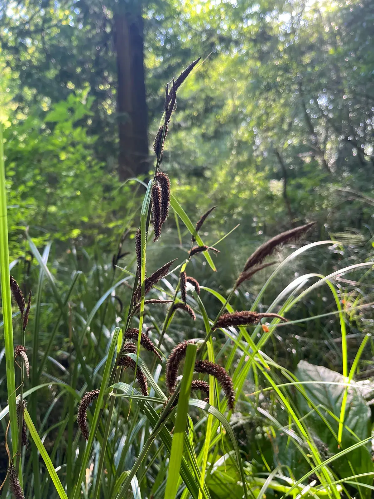 Slough sedge with dark flower spikes in a woodland