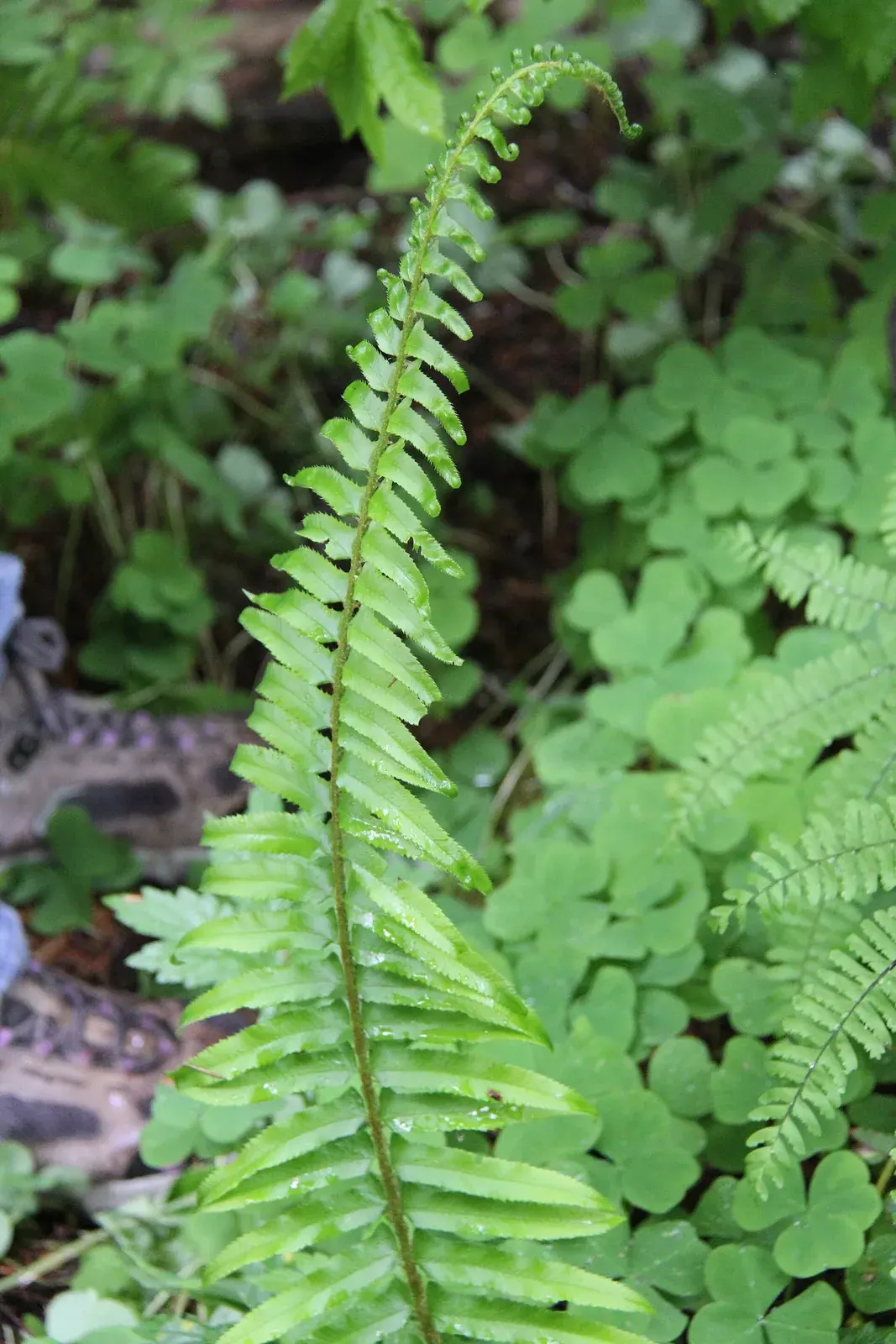 A western sword fern frond growing through low groundcover