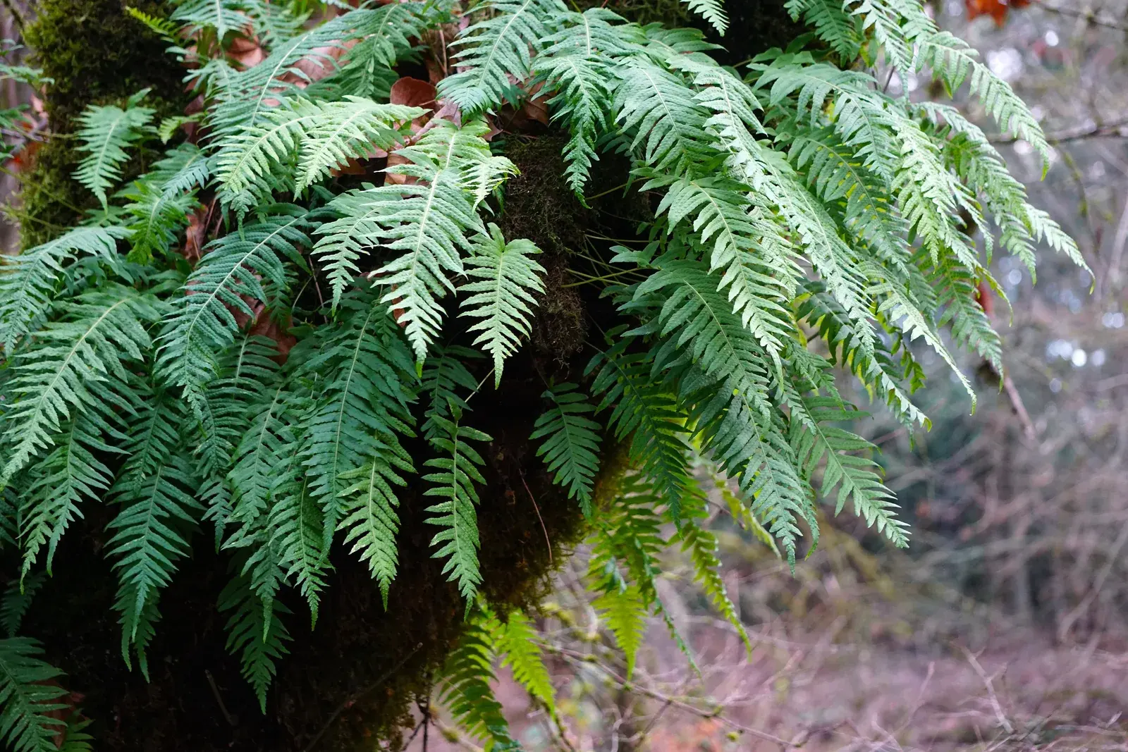 Licorice ferns and moss on a tree trunk at Tualatin River National Wildlife Refuge near Portland