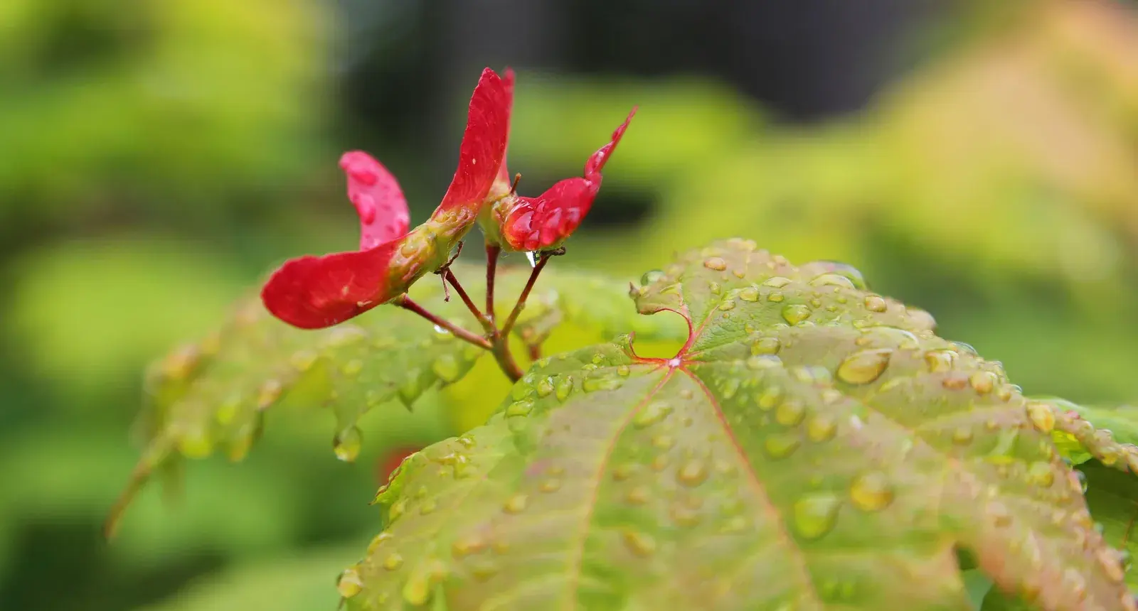 Vine maple leaves with red winged seeds